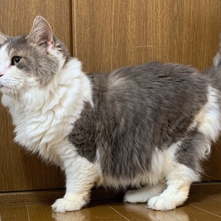 決定☆『モッサ』大柄猫の控えめな甘えん坊