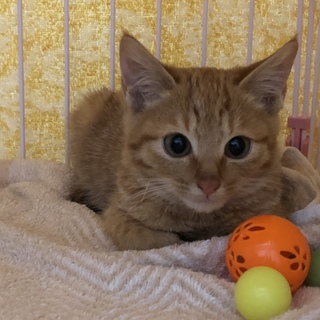 生後2ヶ月半、茶トラのチャオ君