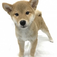 たび