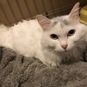フワフワ長毛♡成猫甘えん坊な女の子ソイちゃん