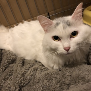 フワフワ長毛♡成猫甘えん坊な女の子ソイちゃん
