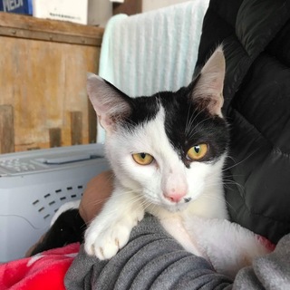 駅前で産まれた仔猫