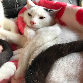 駅前で産まれた仔猫