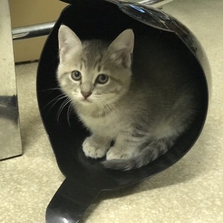 シルバーの美人猫ちゃんです