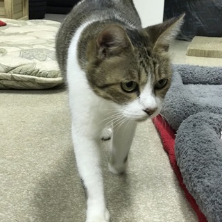 母性の強い優しいお母さん猫