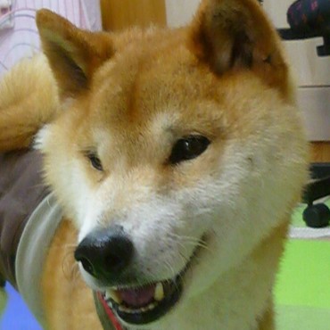 京都市から里親さん募集中です。
