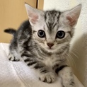 アメショめちゃ可愛ゆい仔猫★代理投稿★