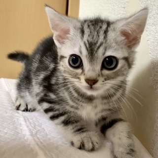 アメショめちゃ可愛ゆい仔猫★代理投稿★