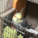 オカメインコ♂3歳 里親募集停止中