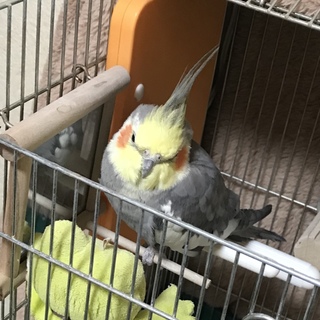 オカメインコ♂3歳 里親募集停止中