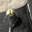 オカメインコ♂3歳 里親募集中です