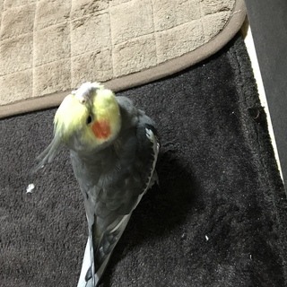 オカメインコ♂3歳 里親募集中です