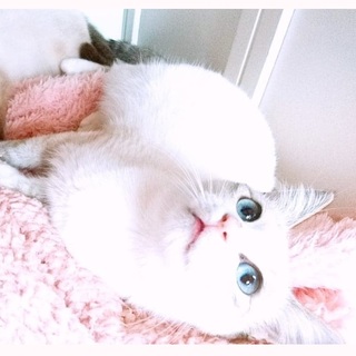 【12/22譲渡会】沖縄から来た！ペキオちゃん