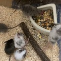ファンシーマウス　ベビー