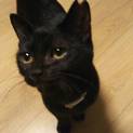 黒猫の甘えんぼの女の子。仮名こまめ　推定5ケ月