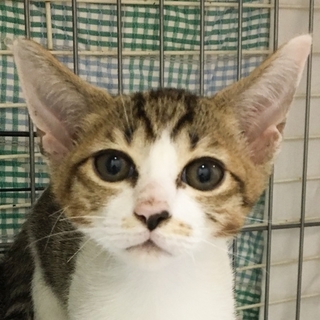 募集一時停止★綺麗キジ白男子★ムーリ