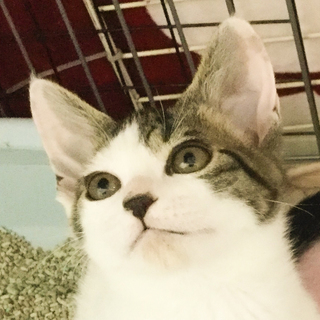 ゴロスリ人馴れ★綺麗キジ白男子★カリブ