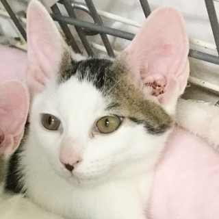 人馴れおとなしめ★キジ白美猫男子カノン