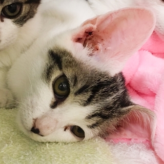 倉敷市保健所出身　まりぶ