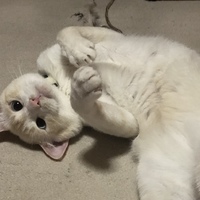 れん