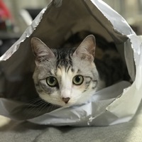 ひな