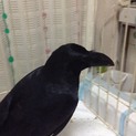 カラスの里親さん募集