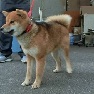 【緊急 助けてください】石田＊迷子の柴