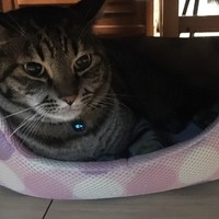 バロン