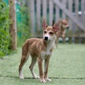4ヶ月の人懐こい仔犬くん