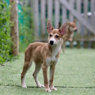 4ヶ月の人懐こい仔犬くん