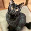 黒猫さくちゃん