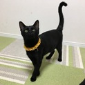 黒猫あんずちゃん
