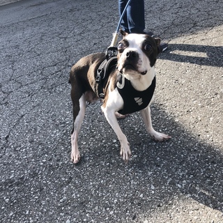 【一旦募集停止】繁殖引退犬のボストンテリア