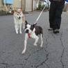 【一旦募集停止】繁殖引退犬のボストンテリア サムネイル5