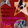 【一旦募集停止】繁殖引退犬のボストンテリア サムネイル6