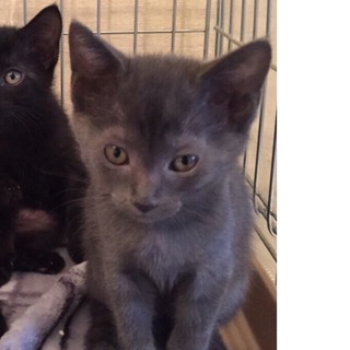 ロシアンブル-風なメメちゃん