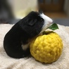 冬至  ごましおと獅子柚子