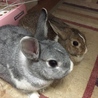 モカとパパ