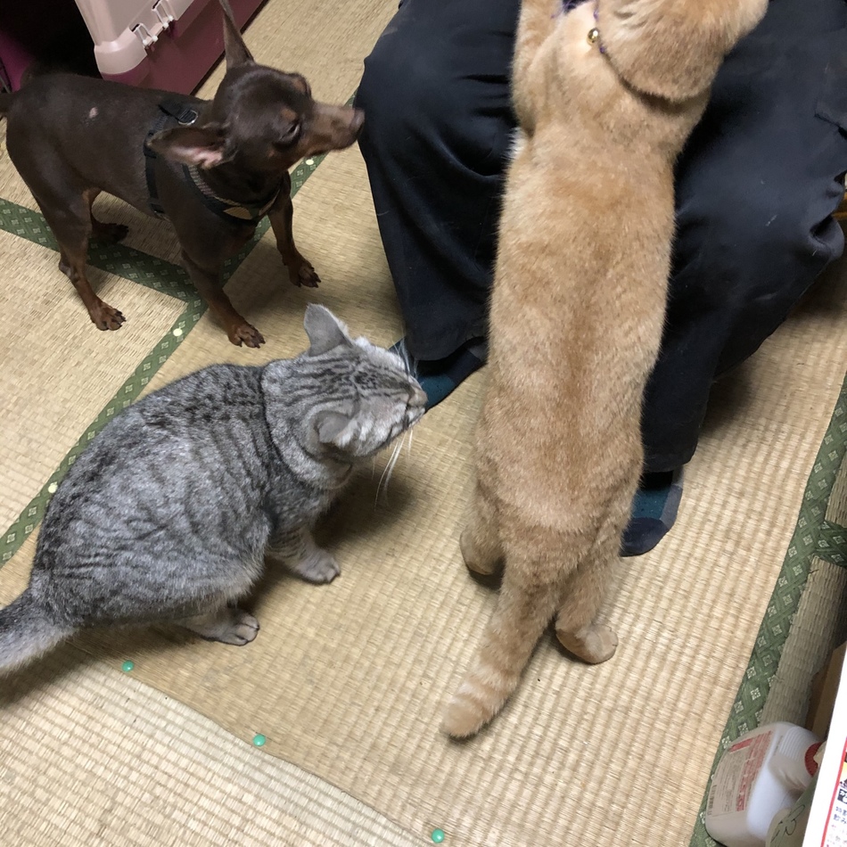 ぴのんのカバー写真