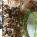 里親募集　長毛ハムスター