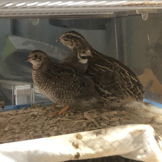 【再募集】並ウズラ雌1、姫ウズラ2羽、里親募集