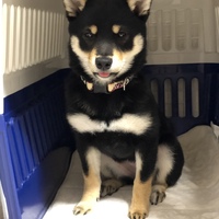 ちろ