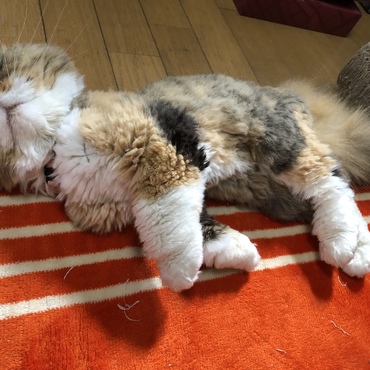 の写真