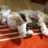 の写真