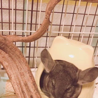 チンチラ里親募集♂