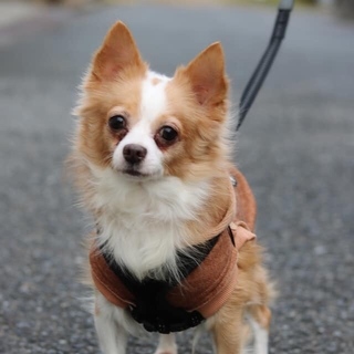 チワワ アルト君 里親様募集☆