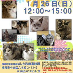 猫☆譲渡会
