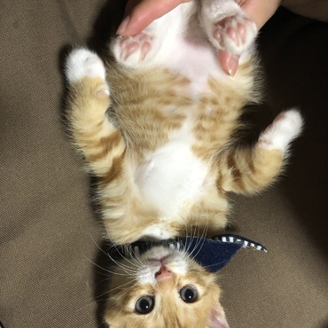 じゃれ合って疲れてゴロン