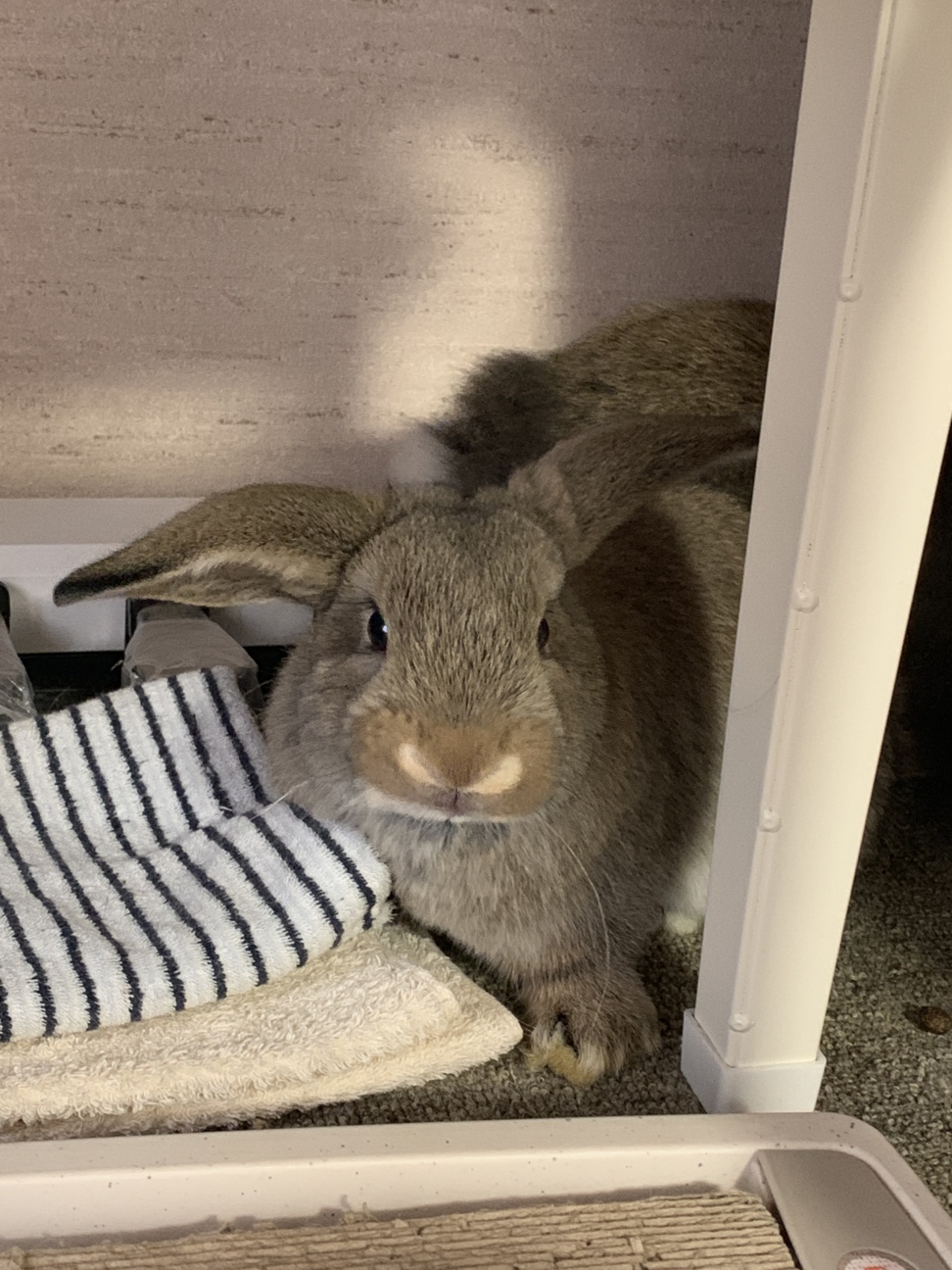 新しい家族を探してます サムネイル1