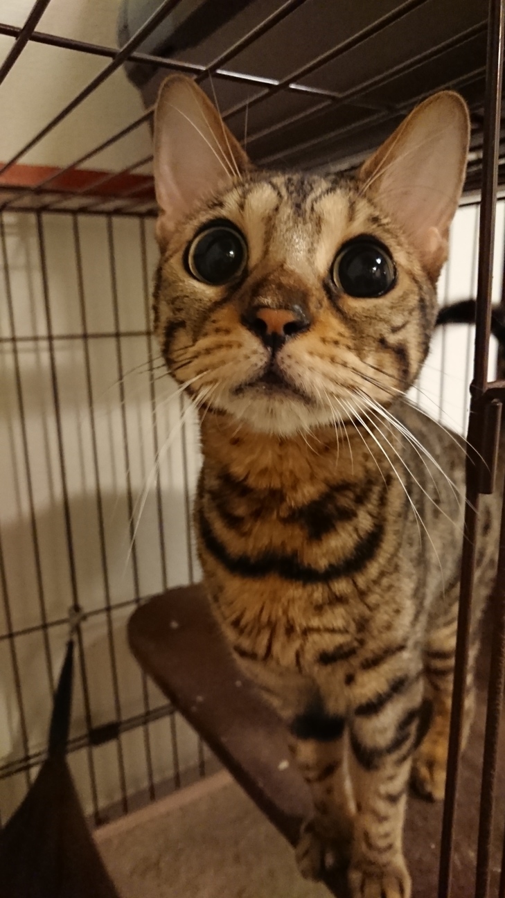 ベンガル 神奈川県 猫の里親募集 ペットのおうち 月間利用者150万人